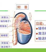 男性不育考虑附睾尾梗阻因素